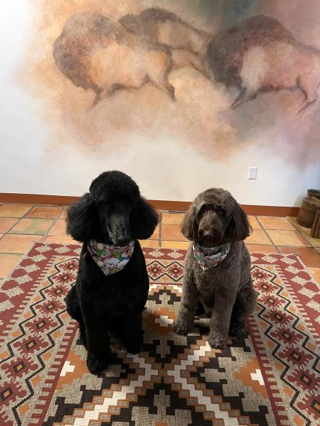 /Images/uploads/The Santa Fe New Mexican/santafepetcontest/entries/33994thumb.jpg